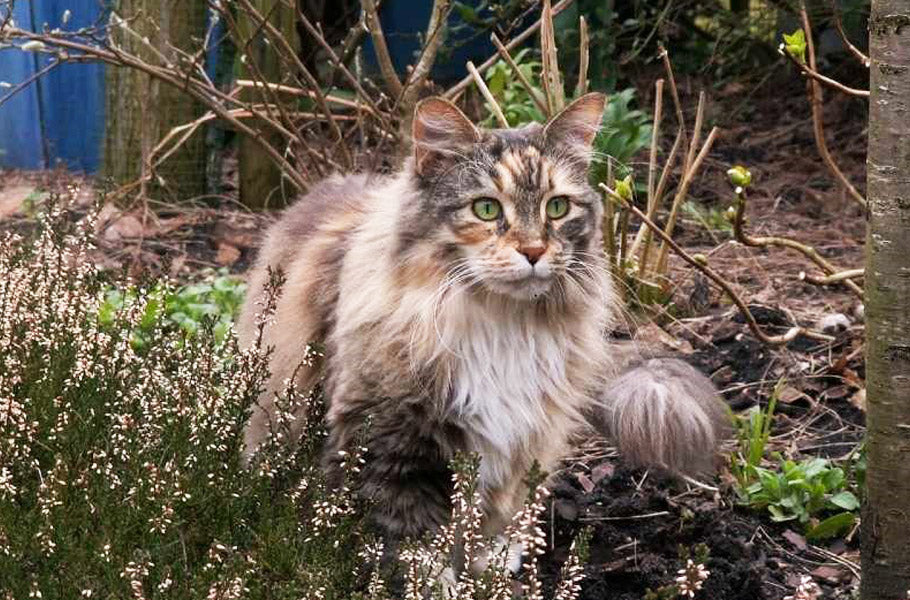 Seven Secrets About Maine Coon Cats