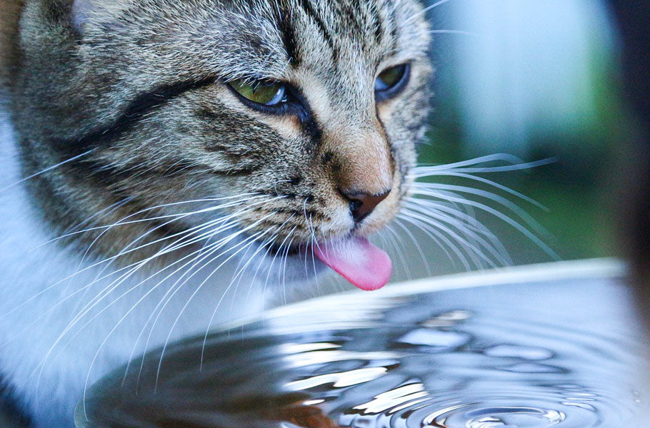 Simple tips to keep your cat cool this summer