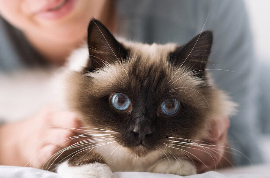 Simple ways to keep your cat’s heart healthy