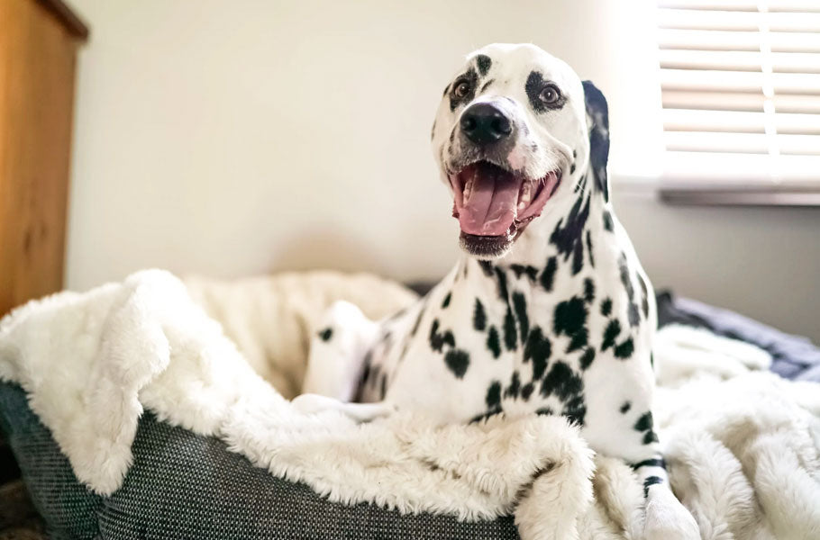 Why do dogs dig in their beds?