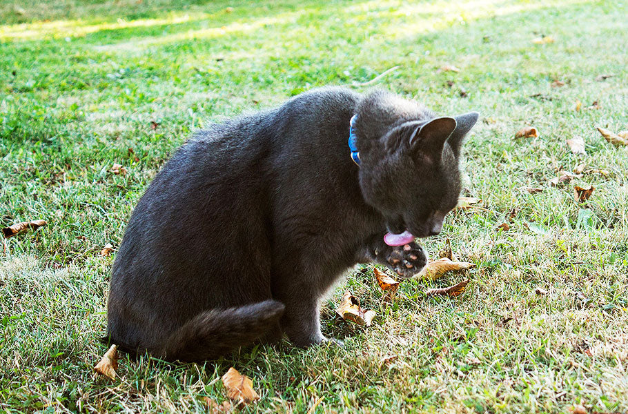 What is the proper way to take care of your cat’s hygiene?