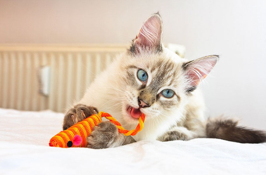 What to look out for to provide safe toys for your cat