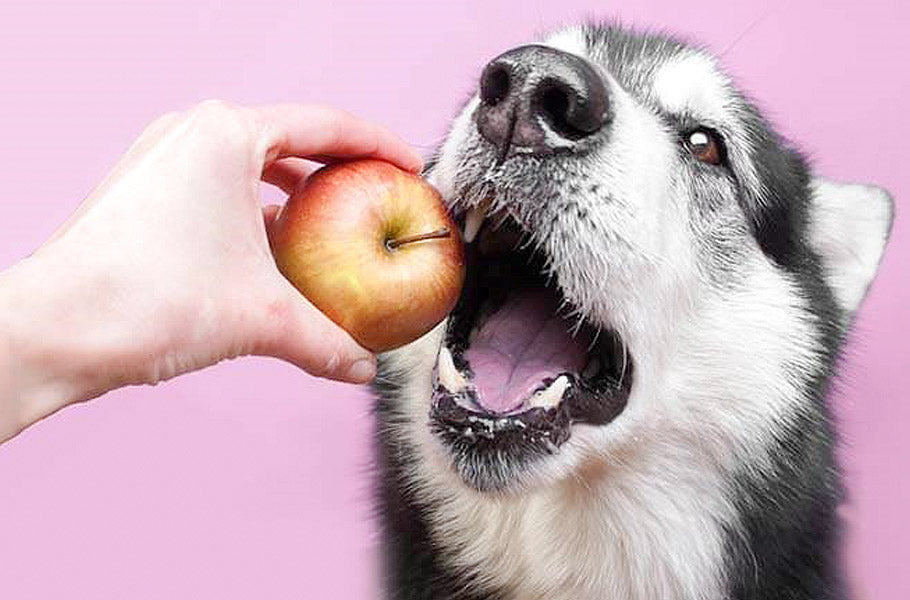 Which fruits are the best for your dog and which you better avoid?