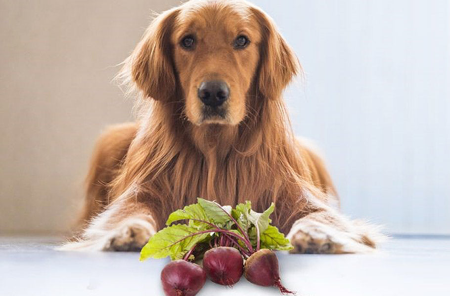 Which vegetables can upset your dog's stomach?