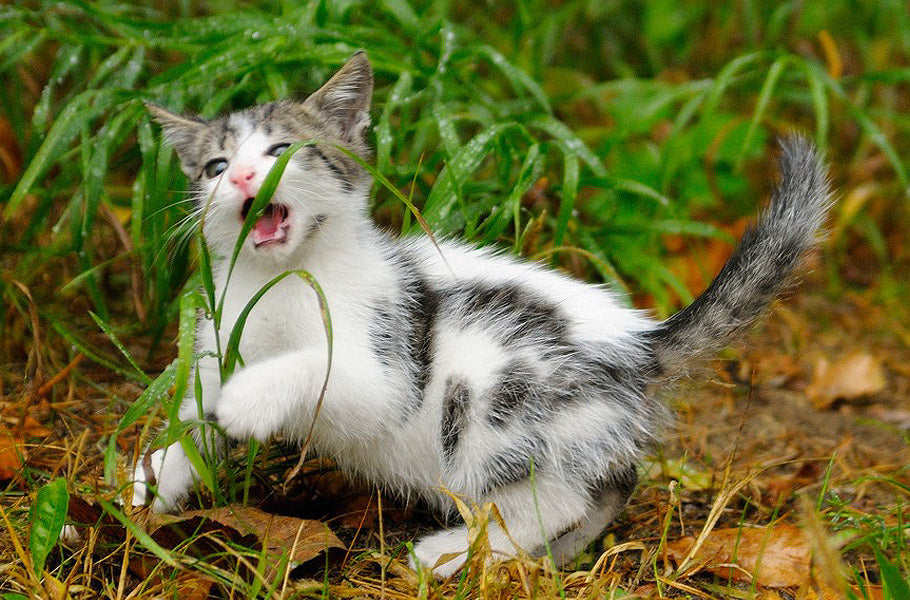 Why do cats eat grass?