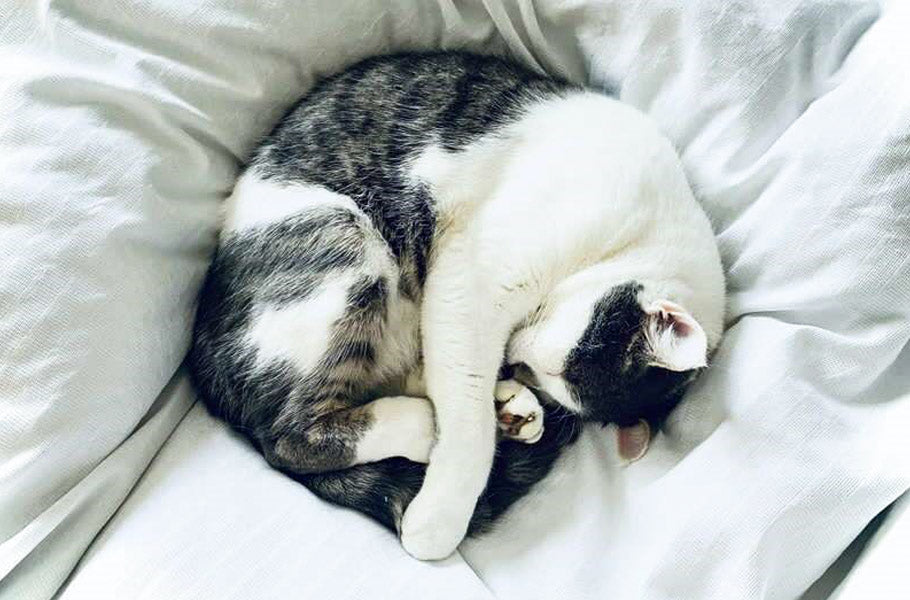 Why do cats sleep so much?