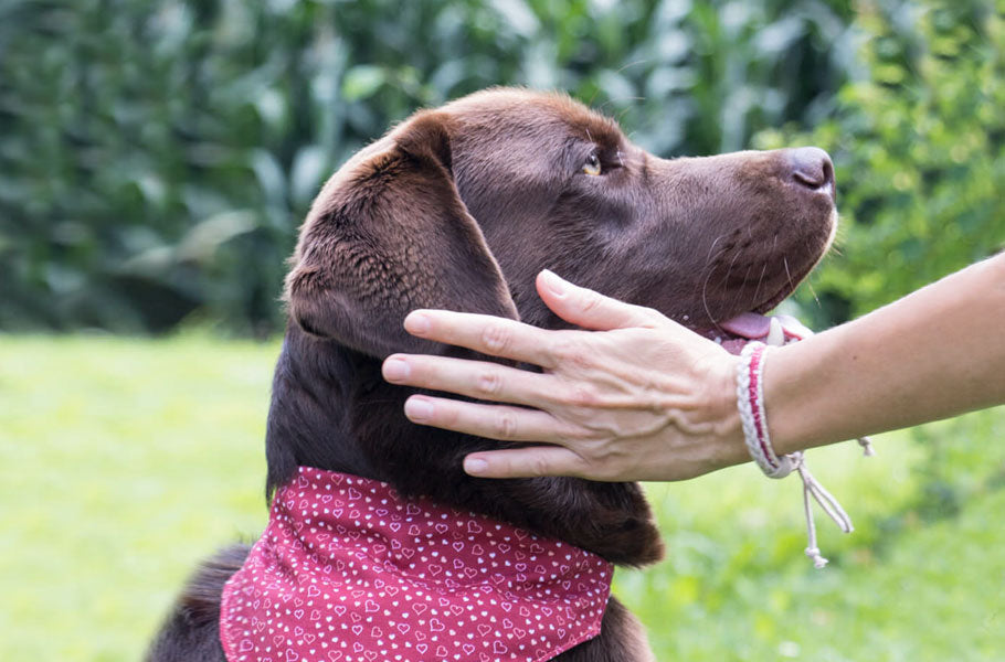 Why it’s vital to clean your dog's ears weekly