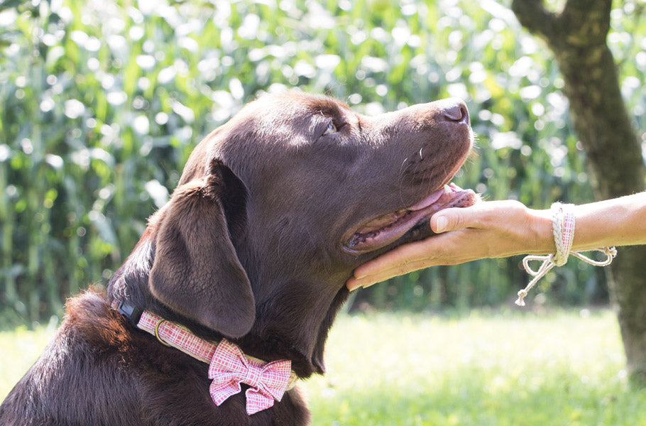 Why we should stop with the "sniff test" as introducing ourselves to dogs